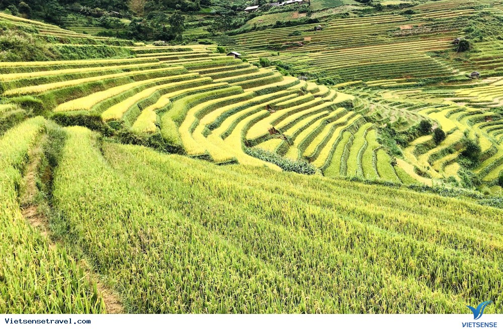 Du lịch Tây Bắc nên đến ruộng bậc thang ở Mù Cang Chải